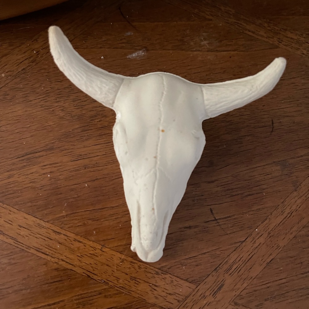 Authentic Bone Infant Bull Skull